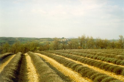 The environment
