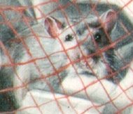 Filet d'oignon - Onion net (1993) detail