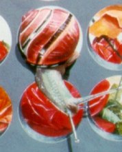 L'escargot - The snail (1990) detail