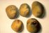Terre des pommes - Patatoe land (21kb) by Arlette Steenmans