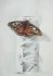 "Papillon - Butterfly" (15 kb)  by Arlette Steenmans