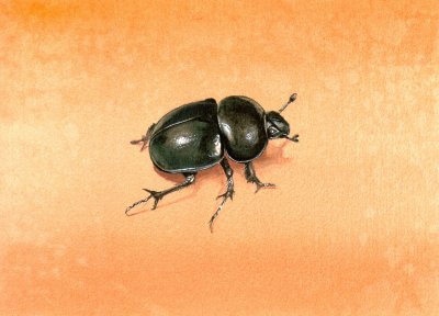 Le coléoptère noir - The black chafer (1999) by Arlette Steenmans