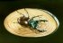 Les scarabes - The bugs (17 + 21 kb) by Arlette Steenmans